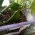 昙花苗与昙花干
