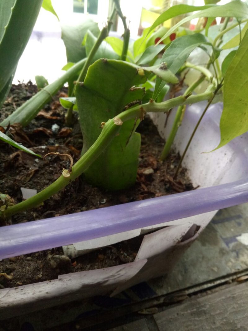 昙花苗与昙花干