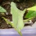 昙花苗与昙花干