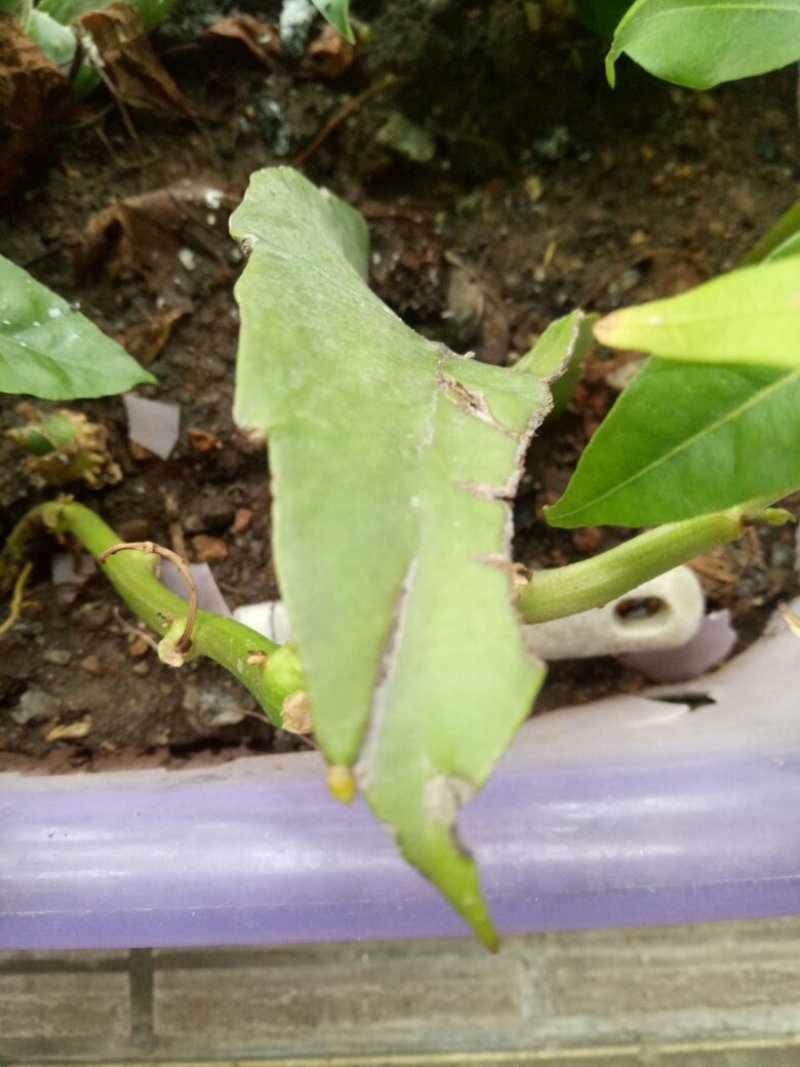 昙花苗与昙花干