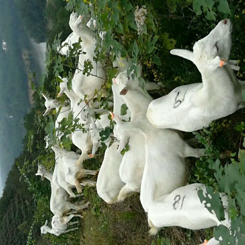 特级高产奶山羊，日产奶12斤以上