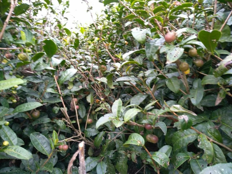 茶叶果
