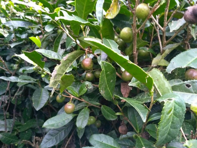 茶叶果