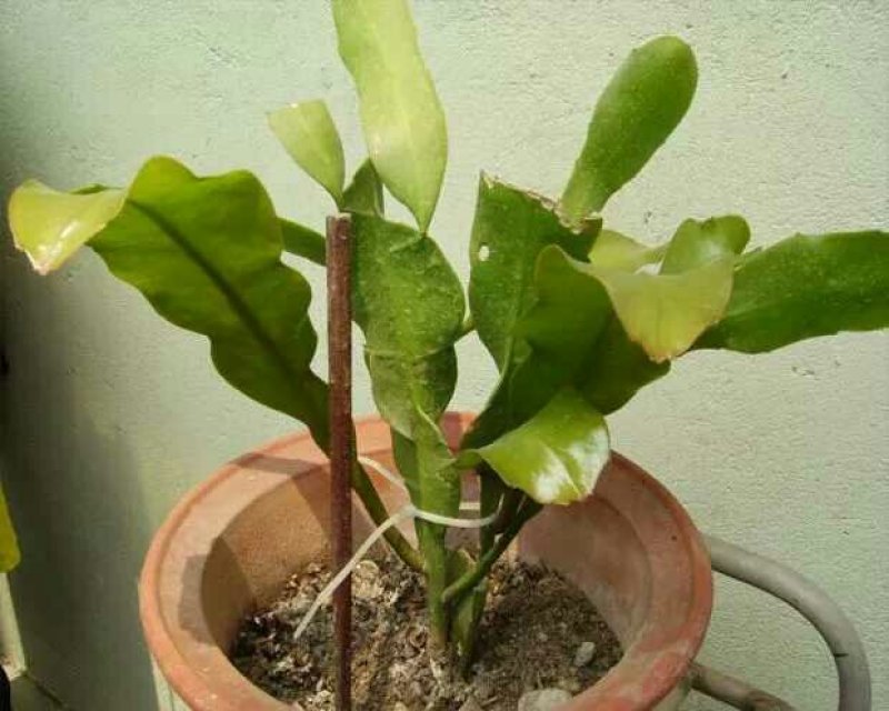 昙花苗