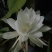 昙花苗
