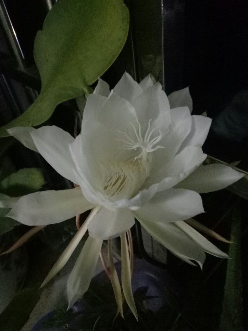 昙花苗