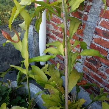 昙花苗