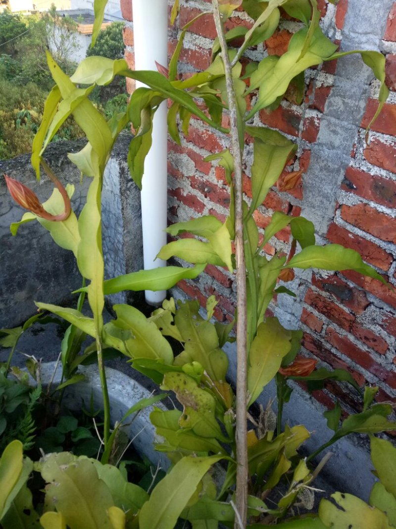 昙花苗