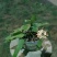 昙花苗