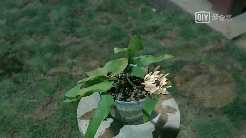 昙花苗