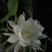 昙花苗