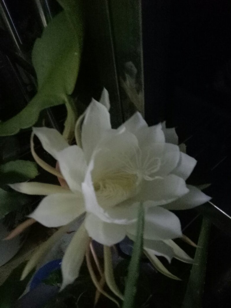 昙花苗