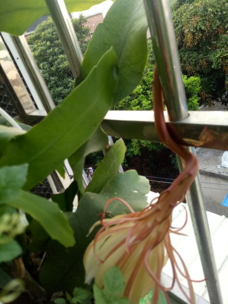 昙花苗