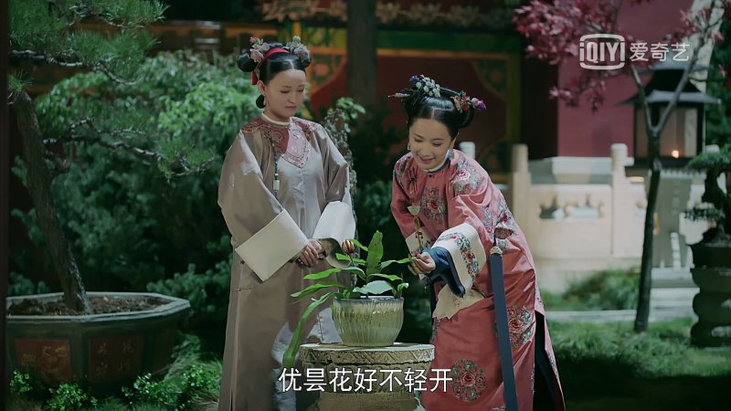 昙花苗