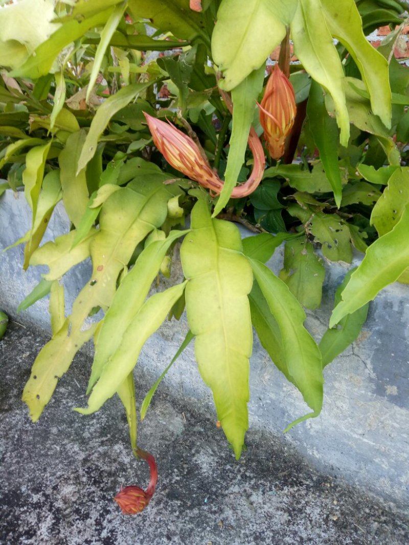 昙花苗