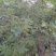 花椒苗1年苗质量保证现起现发提高成活率