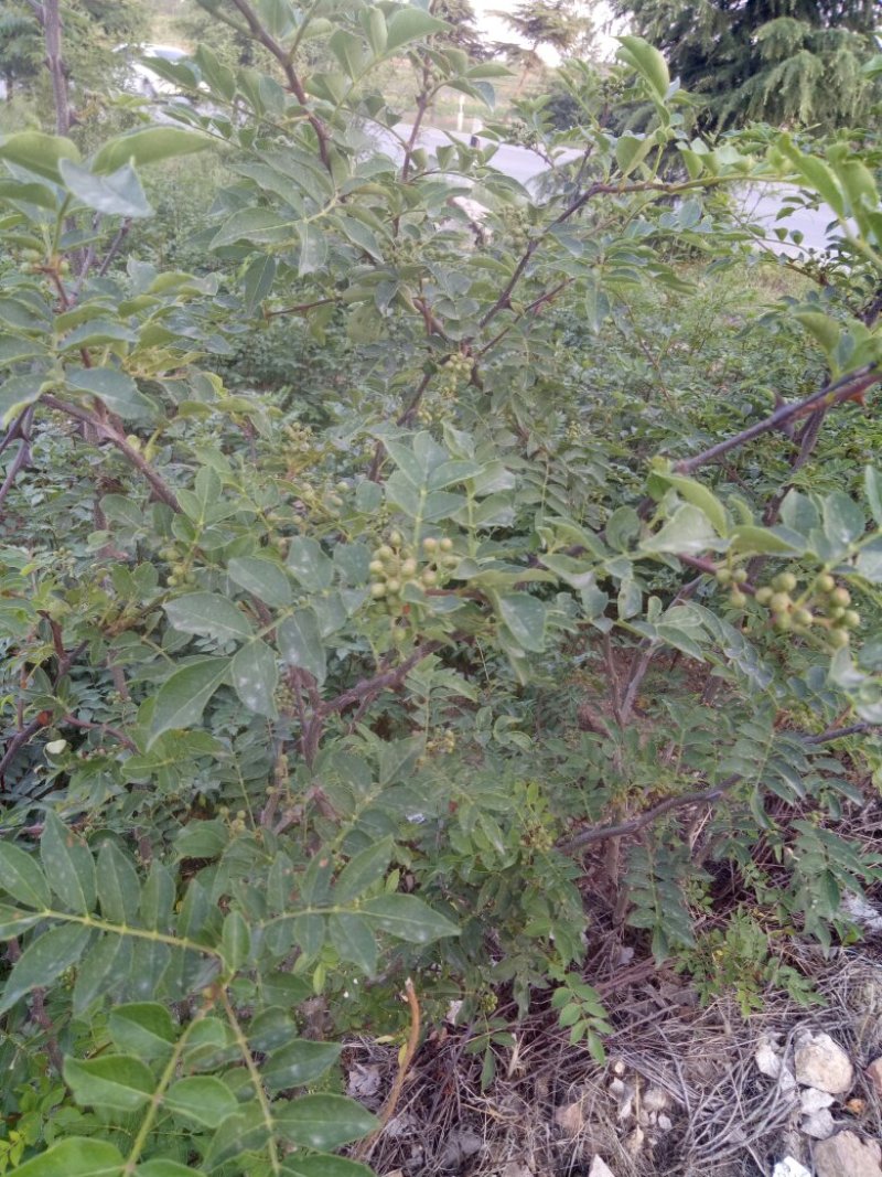 花椒苗1年苗质量保证现起现发提高成活率