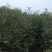 花椒苗1年苗质量保证现起现发提高成活率