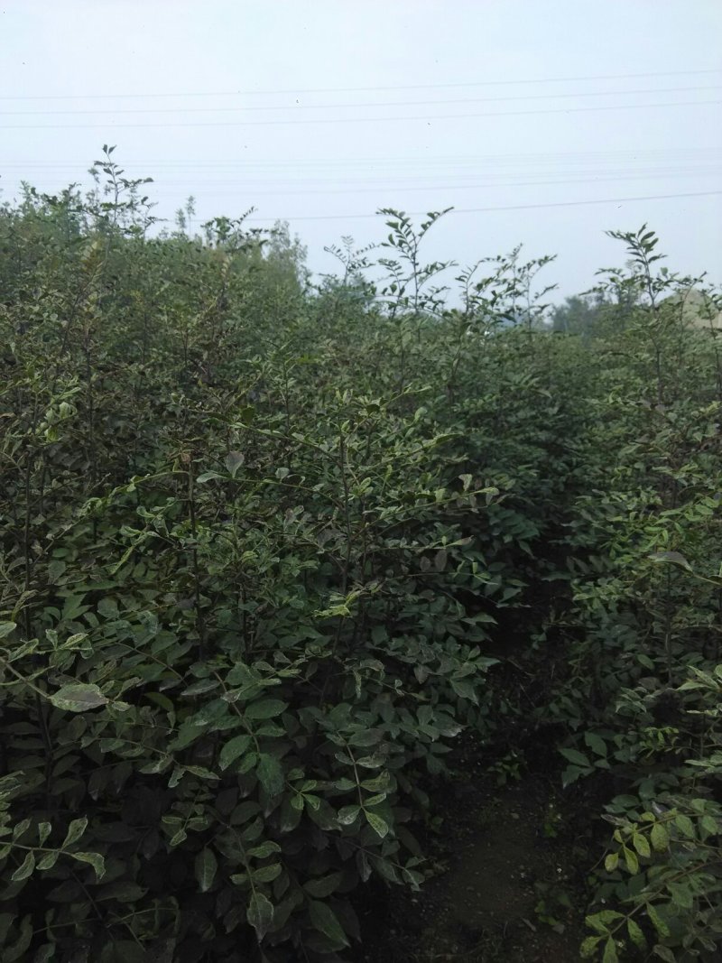 花椒苗1年苗质量保证现起现发提高成活率
