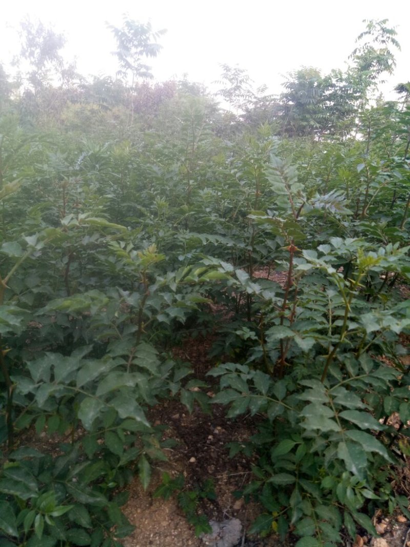 花椒苗1年苗质量保证现起现发提高成活率