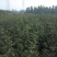 花椒苗1年苗质量保证现起现发提高成活率