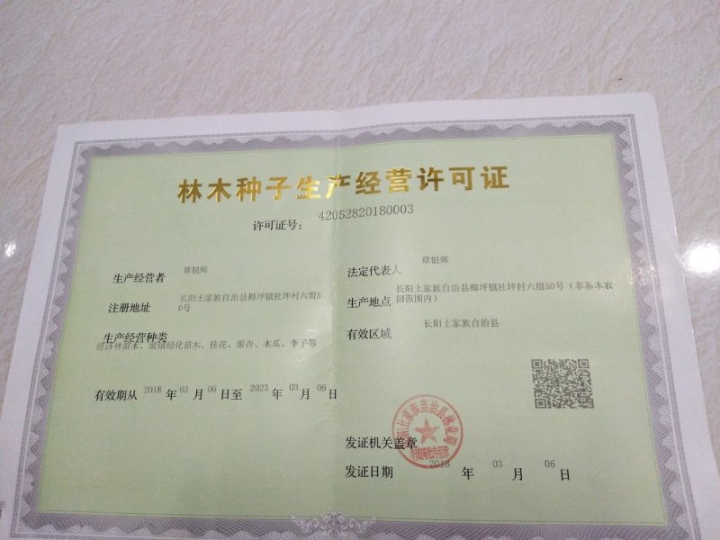 长阳木瓜苗皱皮无籽木瓜苗资丘木瓜苗药用木瓜
