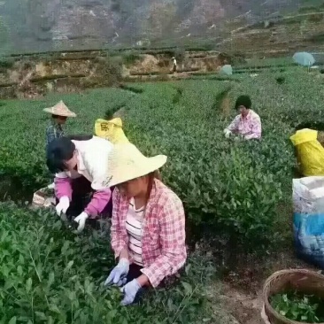铁观音茶叶