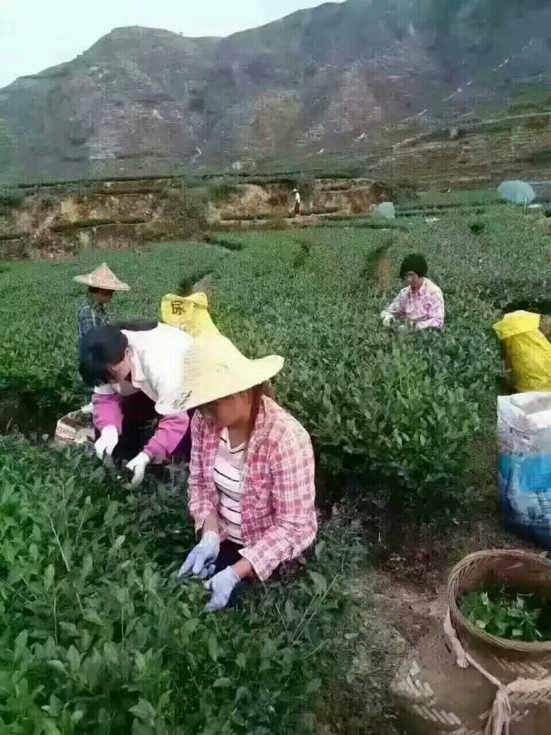 铁观音茶叶