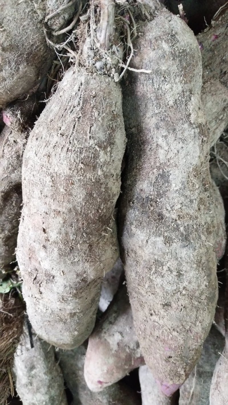 据《本草纲目》记载，紫山药富含花青素等多种有益元素，不仅