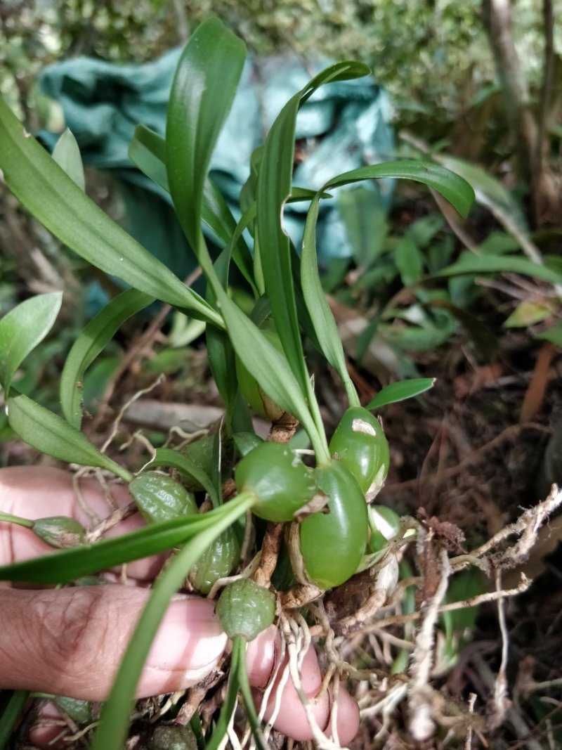 小果双叶石橄榄