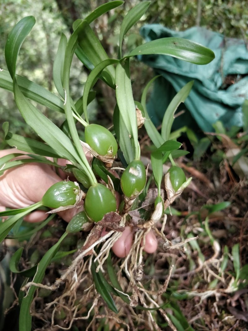 小果双叶石橄榄