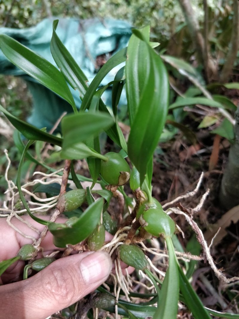 小果双叶石橄榄