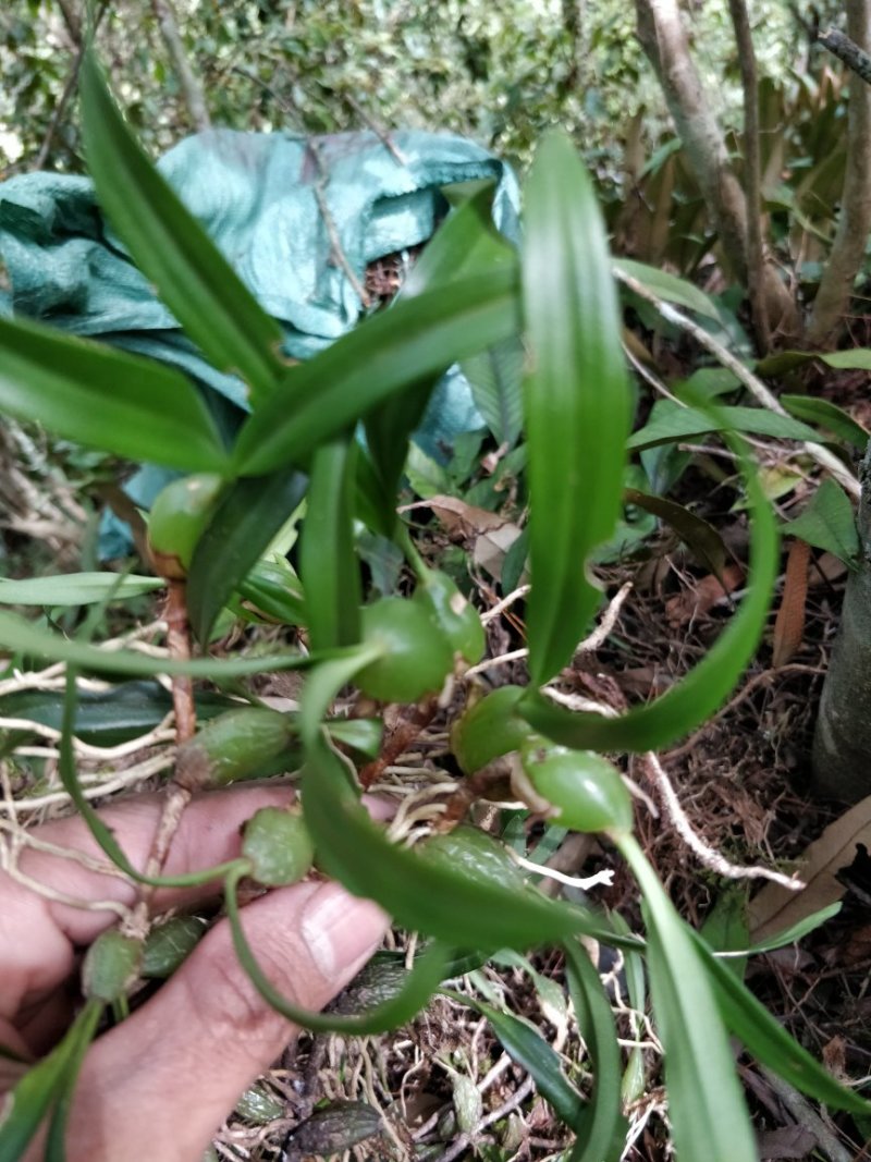 小果双叶石橄榄