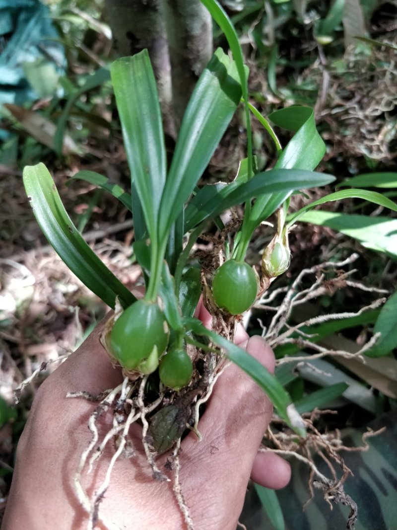 小果双叶石橄榄