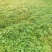 红薯四川白心红薯龙九味甜烤薯红皮红心黄心量大