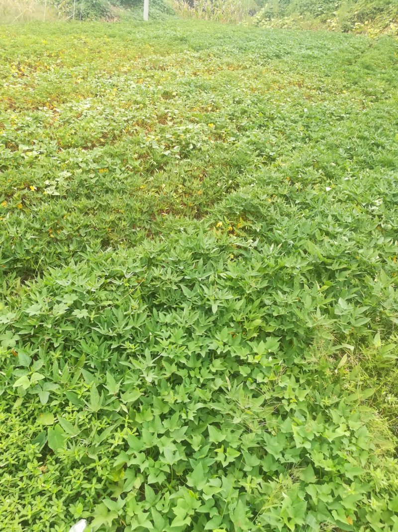 红薯四川白心红薯龙九味甜烤薯红皮红心黄心量大