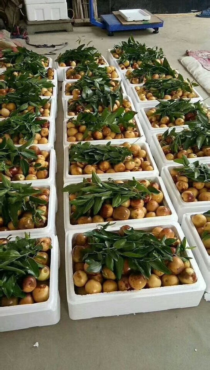 沾化冬枣