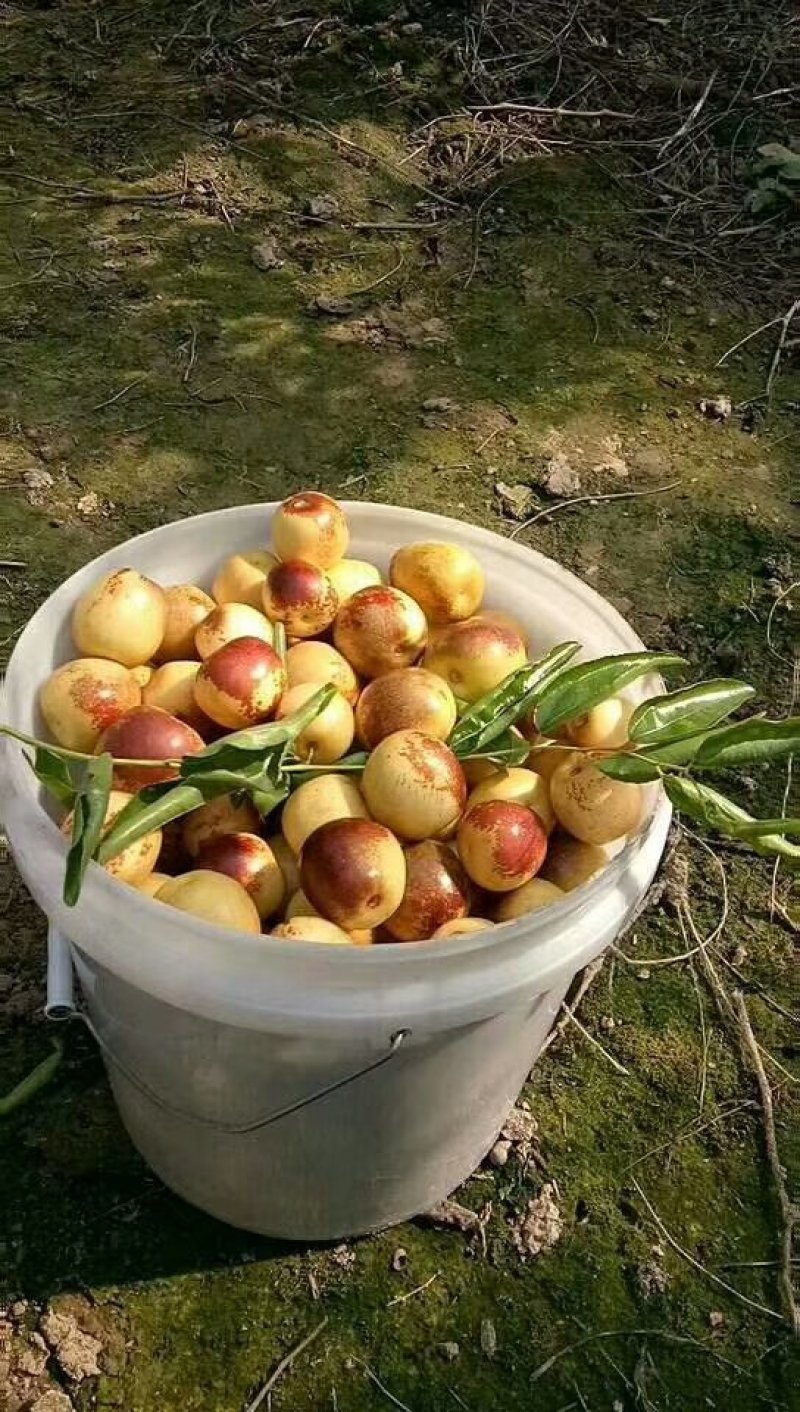 沾化冬枣