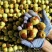 沾化冬枣