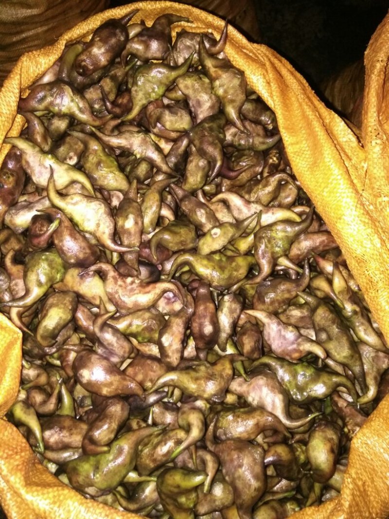 淮河大青菱大量上市，产地发货，一手货源，保质保量欢迎咨询