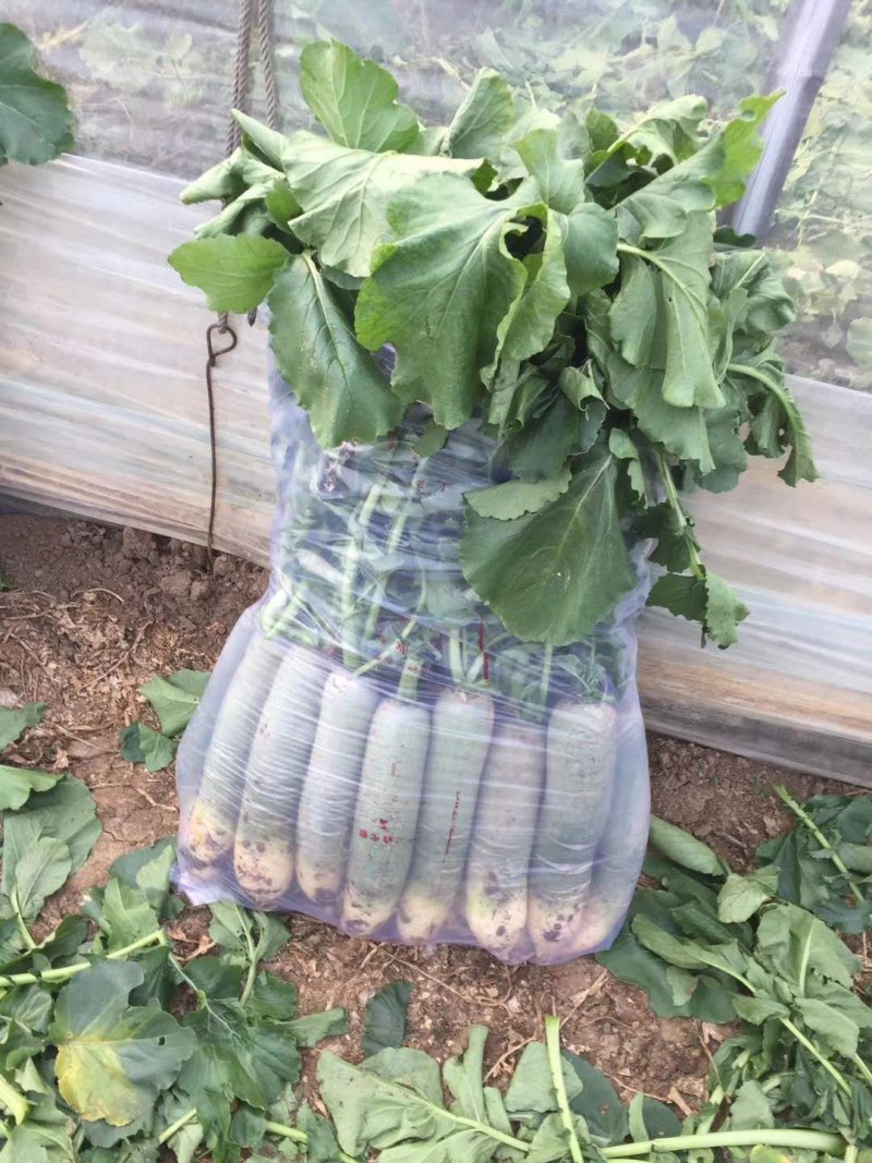 潍县萝卜，大面积种植，人工免费，食宿免费