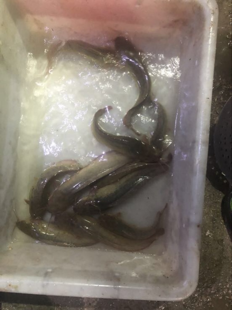 胡子鲶