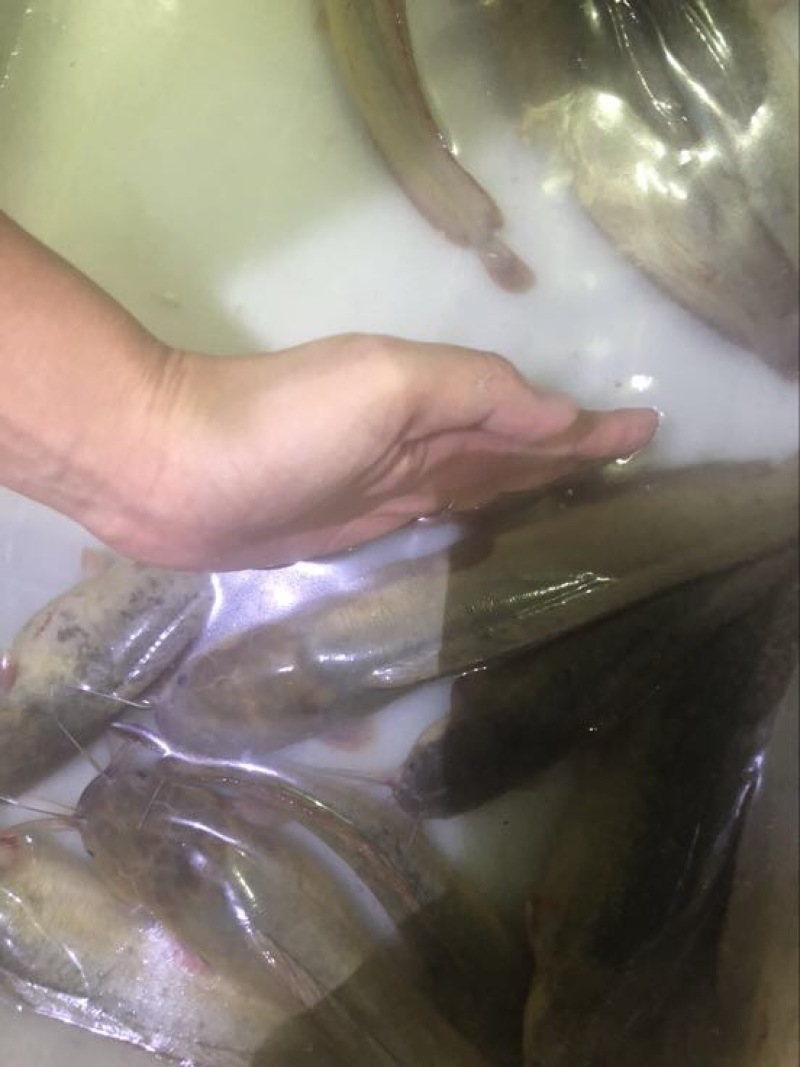 胡子鲶
