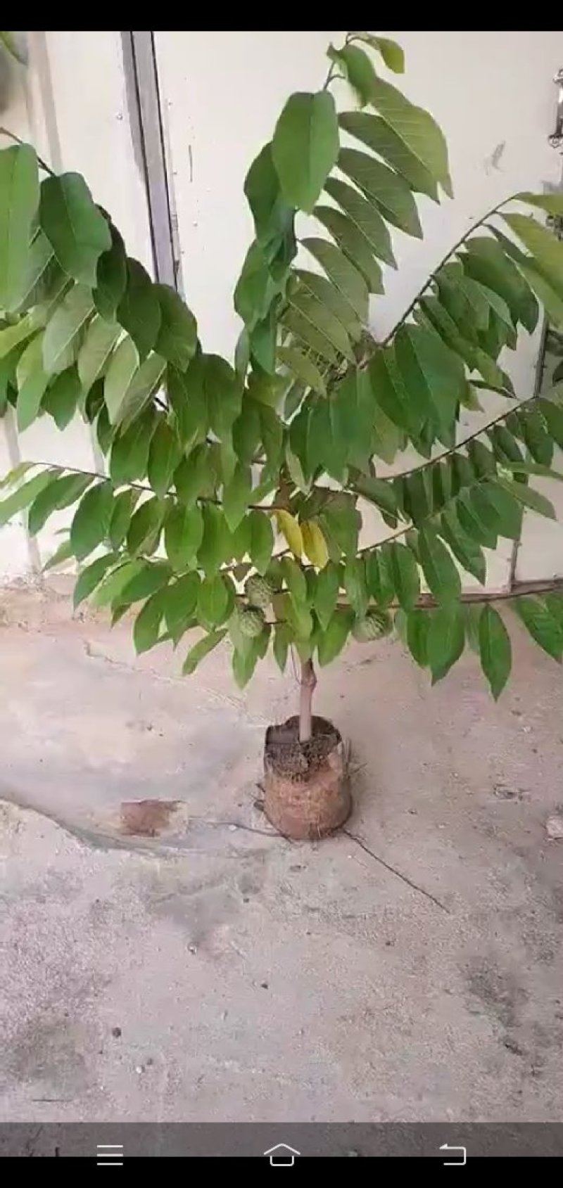 释迦果苗