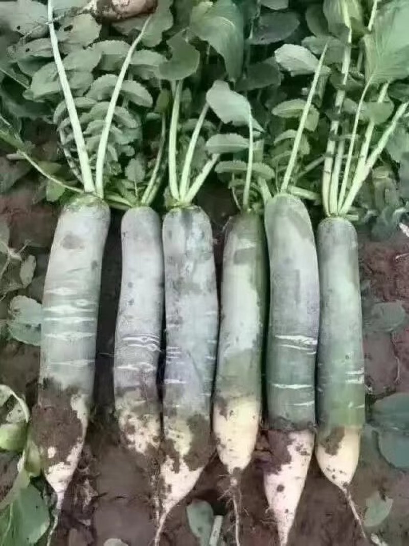 潍县青萝卜，无代办费，下地看货，青茬口感脆甜！