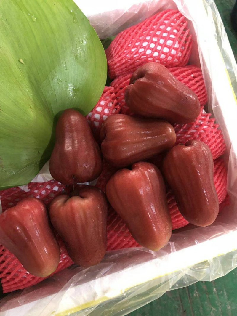 莲雾