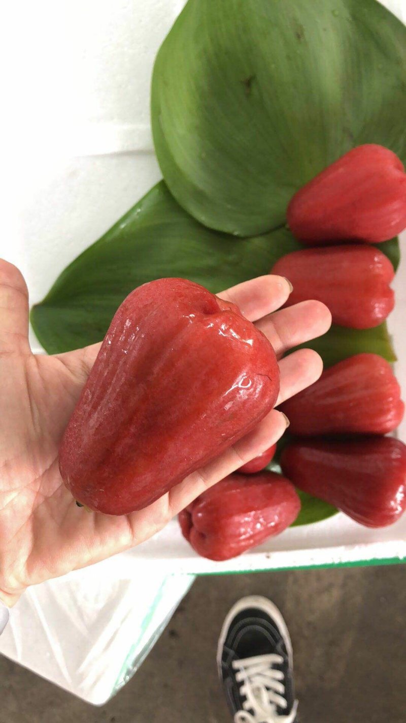 莲雾