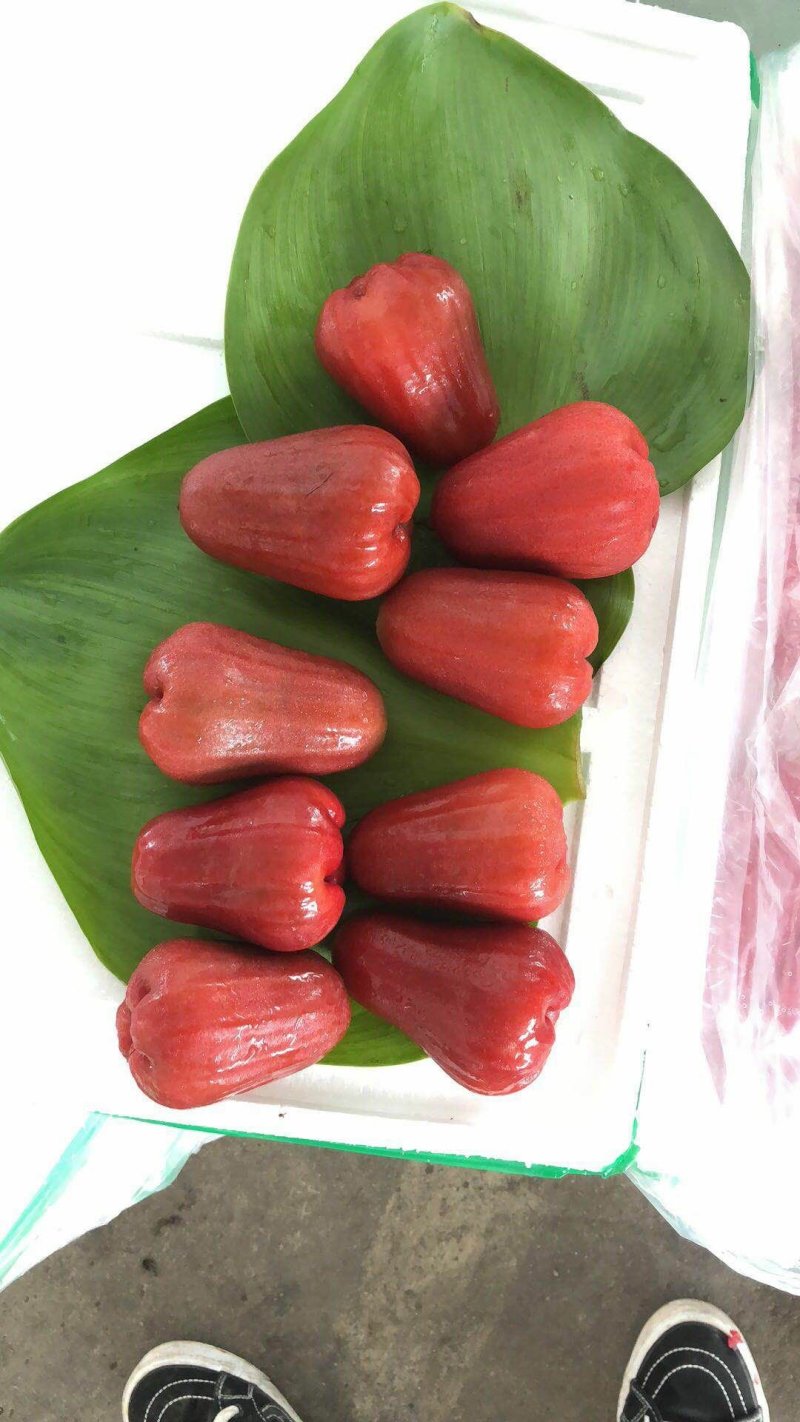 莲雾