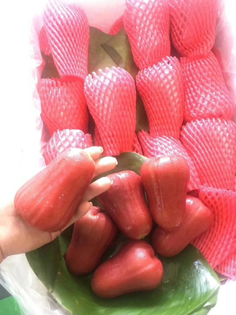 莲雾