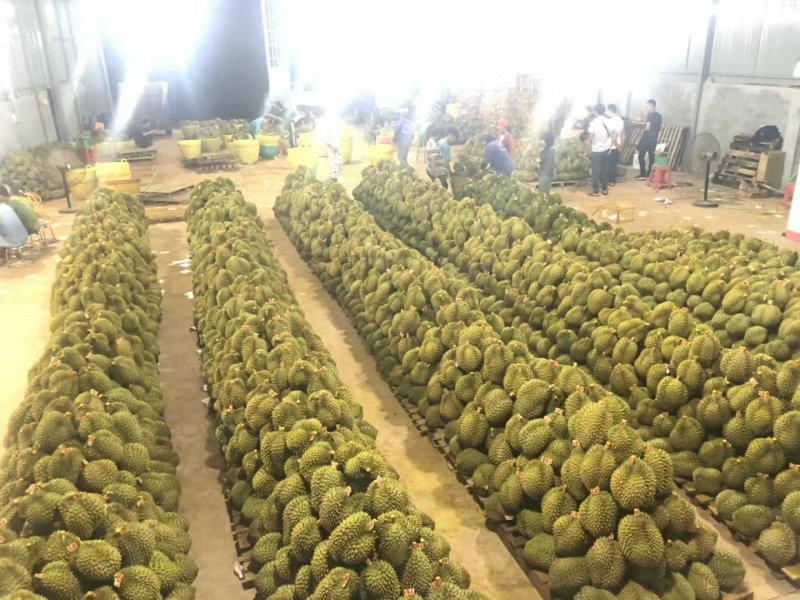 金枕榴莲